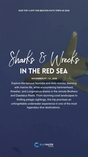 🌍 Our Top 4 Off-the-Beaten-Path Trips for 2026! Our team of dive travel experts and trip leaders are always seeking out the world’s most unique and extraordinary adventures and 2026 is shaping up to be unforgettable! From diving alongside striped marlin to trekking with wild pandas, these are experiences that take you far beyond the usual dive destinations. 🐼🦈 Whether you’re chasing adrenaline, adventure, or awe-inspiring encounters, these trips promise bucket-list moments both above and belo