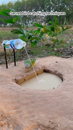 Secret bird-catching techniques #birds #shorts #funny