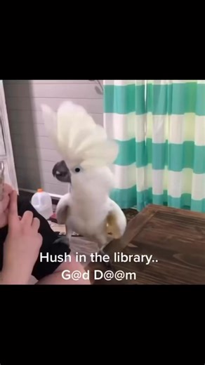 Library rules are meant to be broken #fyp #viral #parrot #library | Buster the cockatoo