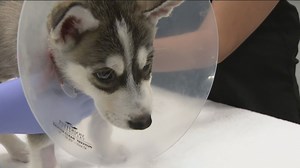 Nationwide drops 100,000 pet insurance policies. Here's why.