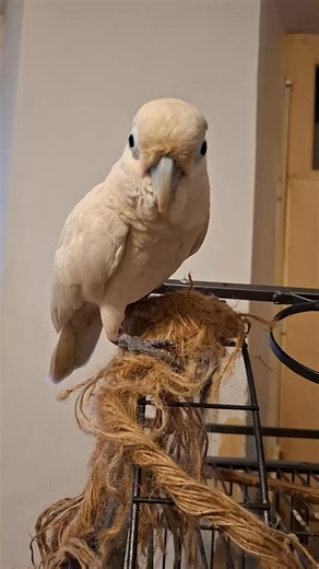 La sauvageonne 🤣 | Cali Fornia