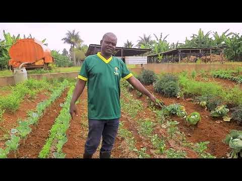 Inter cropping as one of the biological pest control