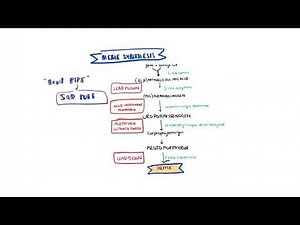 EASY mnemonics for HEME synthesis enzymes and pathologies- lead poisoning | USMLE