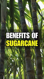  Explore 5 surprising health benefits of sugarcane! From boosting energy to improving digestion, this sweet plant offers more than just sweetness. Learn why sugarcane is a must-try for your health!  #SugarcaneBenefits #thecookbook  | The Cook Book | Facebook