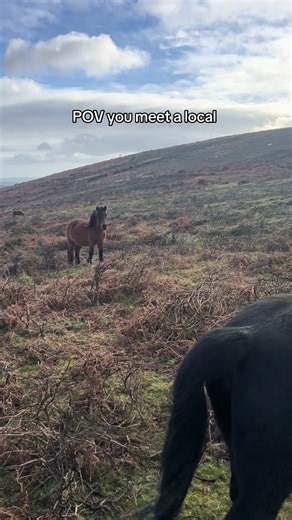 Exploring Dartmoor: A Journey with Hill Ponies