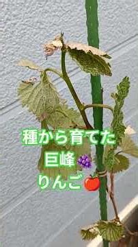 食べた果物の種から育てた巨峰＆りんご😍🎶こっからどうしたらいいか悩むのよ😆#fruits tree#nature #paradiselife