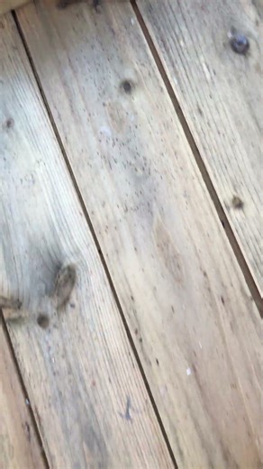 Lizard After Losing Its Tail 🦎