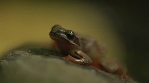 Stream Leaves Frog 4 Stock Footage Video (100% Royalty-free) 15651118 | Shutterstock