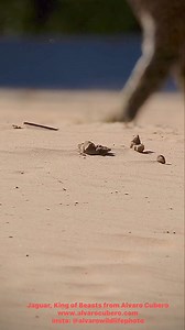 312K views · 4K reactions | The mighty jaguar of South America, the king of beasts. The true Apex predator in the New World! Here the bold cat patrols the river bank in Brazil's Pantanal. Amazingly documented by wildlife photographer Alvaro Cubero Wildlife Photo! www.alvarocubero.com #naturephotography #nature #jungle #southamerica #brazil #cat #jaguar #wildlifephotography | Jeff Corwin | Facebook
