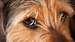 The importance of protecting those puppy dog eyes: Ready Pet GO!