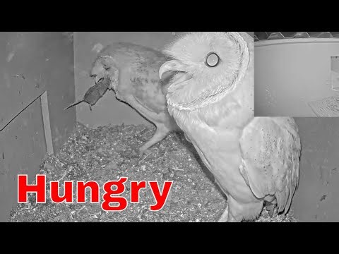🦉 Barn Owl Female Gulps a Mouse in Seconds After Mate Delivers It