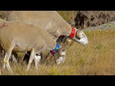 Congrès FNO à Rodez : «élevage des brebis, un tour de force» [vidéo]