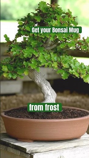 Simple oak bonsai care for autumn – watering, feeding, and frost protection tips 🍂 #bonsai