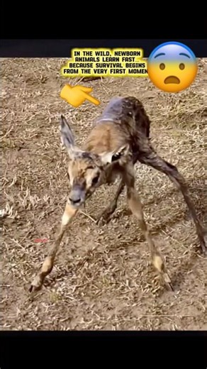 His First Steps Were Harder Than You Think 🦌