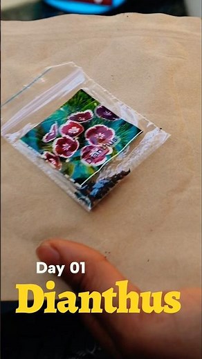 Dianthus Flower Seeding Day 01 🌱 | From Seed to Bloom #garden #nature #dianthus