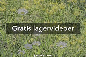 100.000+ bedste -4&dib_tag=se&keywords=summer+dresses+for+tweens+12-14&qid=1749347501&sprefix=summer+dresses+for+tweens,aps,229&sr=8-16&th=1&psc=1-videoer · Helt gratis at downloade · Pexels-lagervideoer