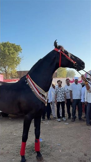 Brahmos Ghoda at Chetak Festival Sarangkheda Horse Fair 2025