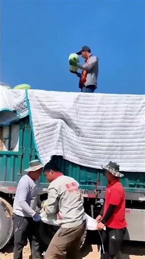 Collaborative loading process of watermelons onto the transport truck