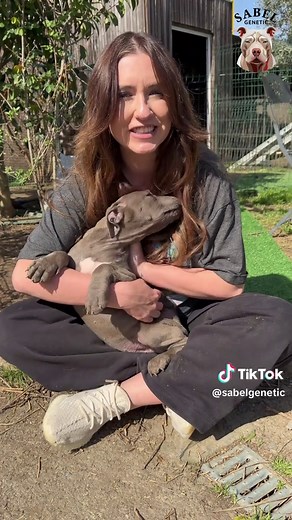 Bébés chiens adorables à adopter - Trouvez votre compagnon