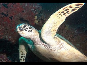 Ka Honu ~ Hawaiian Green Sea Turtle
