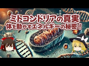 ミトコンドリアの真実 体を動かすエネルギーの秘密！【ゆっくり解説】
