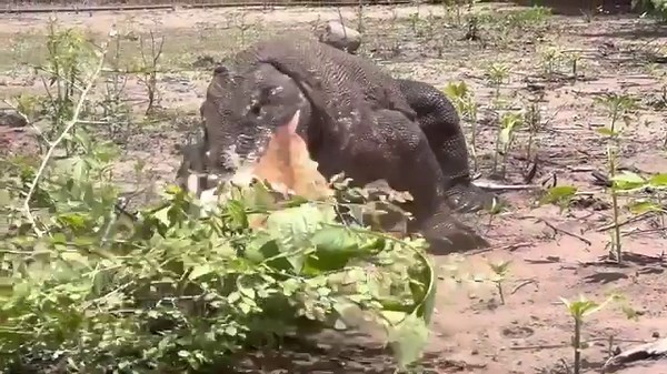 14K views · 64 reactions | The Komodo dragon (Varanus komodoensis) is...