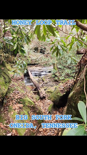 There are not many Tennessee trails that can compete with the beauty of The Honey Creek Loop Trail at Big South Fork National River and Recreation Area. | Outdoor Adventures in Tennessee
