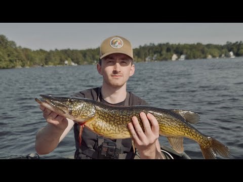 Catching a True GIANT Pickerel