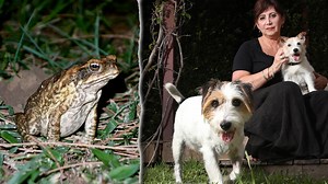 Paralysed in 20 minutes: Terrifying speed toad poison shot through pup