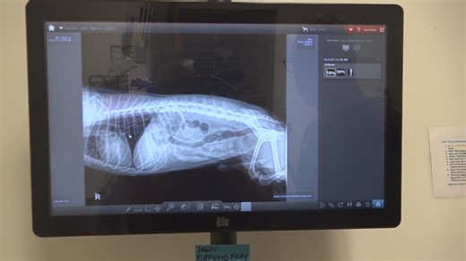 St. Louis veterinarian explains mysterious dog illness spreading across the country