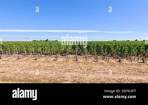 Vineyard landscape with clear blue sky