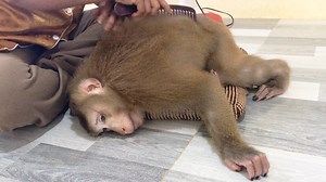 Smart Jason Peacefully Relaxed Agree With Mom Comfort To Comb Radiant Fur | Monkey Jason