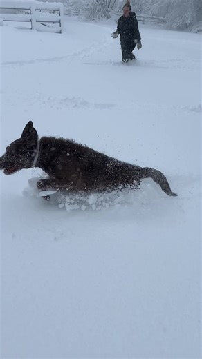 A new Olympic sport! Swimming in snow presented by Penny lol #blizzard #snowstorm #puppybowl #chocolatelab #labsoftiktok