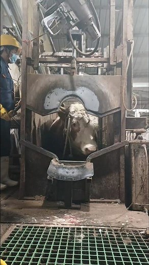 Inside a Cow Slaughterhouse: How Stunning Machines Are Used for Instant Kill💥