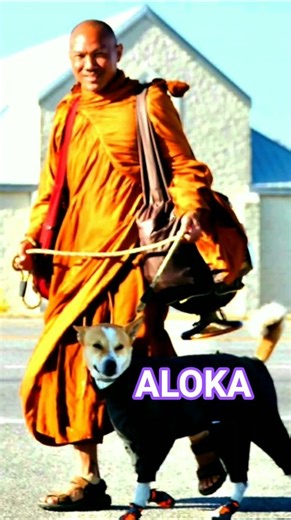 Peace messenger ALOKA 💕 Walk for Peace #shorts #walkforpeace #love #dog #viral #pets #america #peace