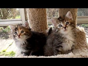 Siberian kittens - 6 weeks old