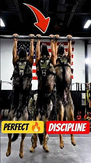 U.S.Military Dogs Training With Extreme Precision | Unbelievable Discipline |