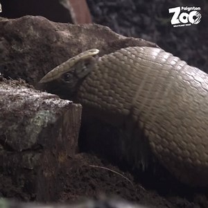 14K views · 796 reactions | Say hello to our tiny but adorable new arrival…  We’re excited to share with you that a three-banded armadillo arrived at Paignton Zoo earlier this week! The 8 month old female has come from Copenhagen Zoo and has been thoroughly exploring her new exhibit that she now shares with the Goeldi’s monkeys. Why not see if you can spot our new armadillo over February half-term?  | Paignton Zoo | Facebook