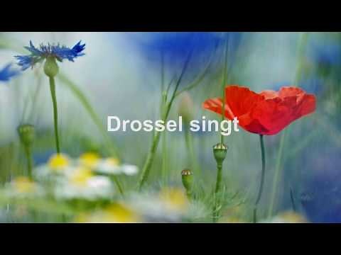 Im grünen Wald, dort wo die Drossel singt. Ronny. Mit Text (HD 1080p)