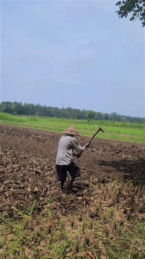 simple rice field hoeing techniques to prepare for sustainable rice planting #shorts