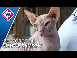 Naaktkat Wilma gaat schitteren in Belgische serie Nonkels