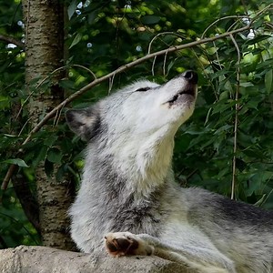 This is what 50 wolves howling sounds like 🐺 | Wolf Conservation Center