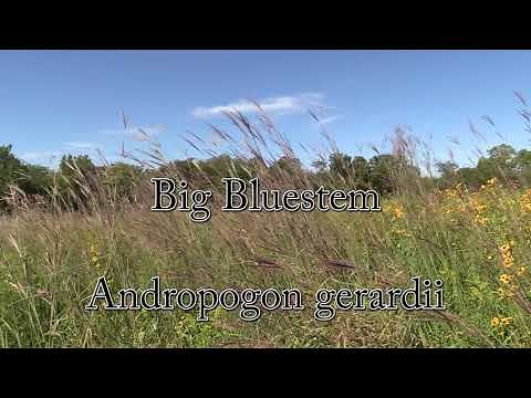 Big Bluestem