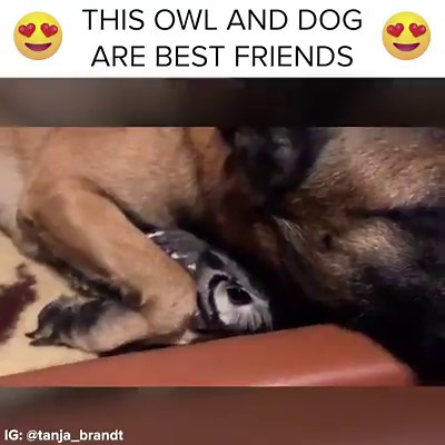 This dog and owl are best friends 😍 | BuzzFeed Animals