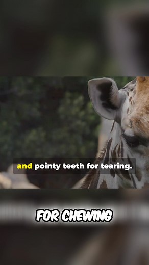 Mammals have different types of teeth for different jobs! Sharp teeth bite, flat teeth chew, and pointy teeth tear. Next time you eat, notice how you use your teeth to enjoy all sorts of yummy food. Have you ever thought about your teeth like this? #mammals #teeth #biting #chewing #science #animals | School Subjects Online | Facebook