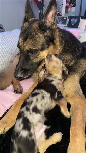 German Shepherd and Dapple Dachshund Crossover Guide