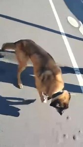 Du haut de ses 14ans, et ayant connu des années de violence, Free peine à se déplacer et chacun de ses os est visible. Reportage : https://actionprotectionanimale.com/aubervilliers-il-tabasse-ses-chiens/ | Action Protection Animale