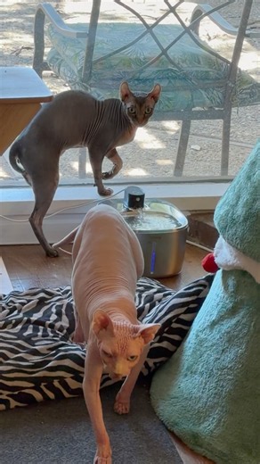 Bald Lions at the Water Oasis or Spoiled Sphynx Cats at a Fountain ⛲️ 😹