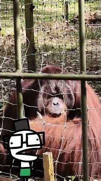Pergi Pulau Orang Utan dengan adik adik PASTI AL-FALAH #shopeeytdeals