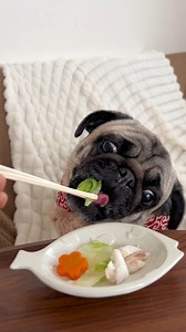 Bonus pug eating diet food for health. 😋😋 #pug #dog #bonus | Bonus